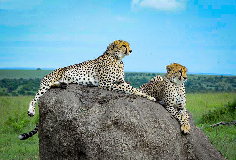3-days-safari-tarangire-manyara-ngorongoro-crater