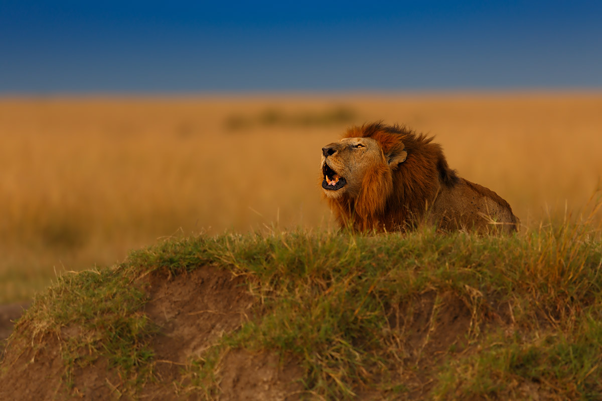 6Day-Safari-to-Lake-Manyara-Serengeti-Ngorongoro-Crater