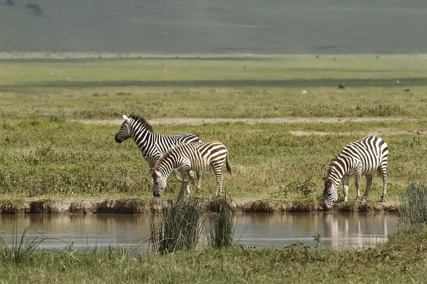 4Days-Tanzania-Safari