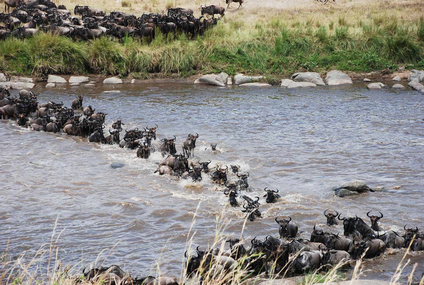 10Days-Great-Wildebeest-Mara-River-Crossing-Serengeti-Migration
